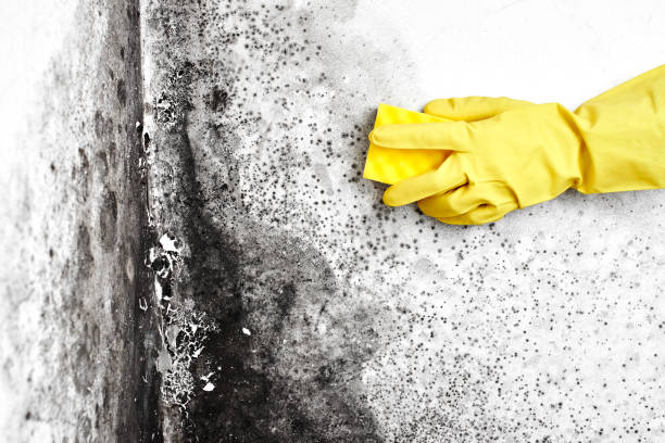 Best Mold Removal for HVAC Installations  in Dawson, GA