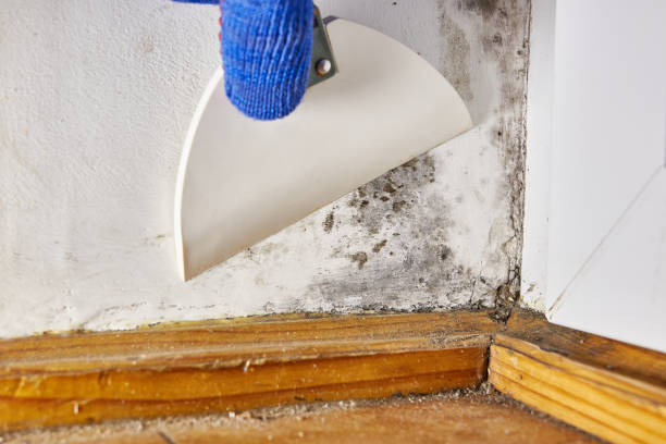 Best Biohazard Mold Removal  in Dawson, GA