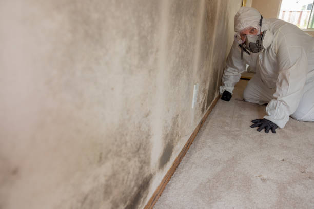 Best Mold Documentation for Insurance Claims  in Dawson, GA